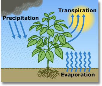 transpiration.jpg